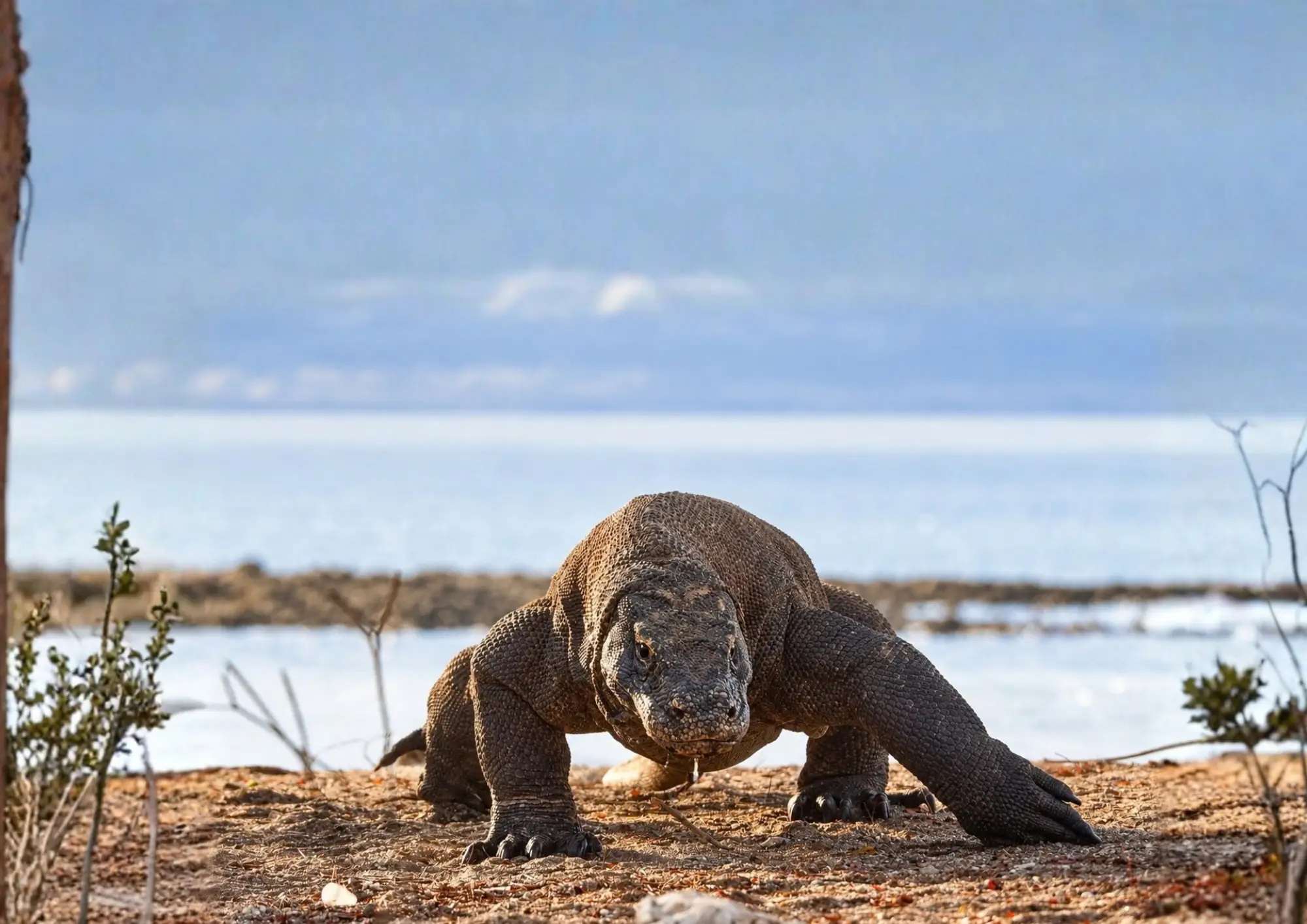 Komodo dragon standing on dry land on Komodo Island, Indonesia